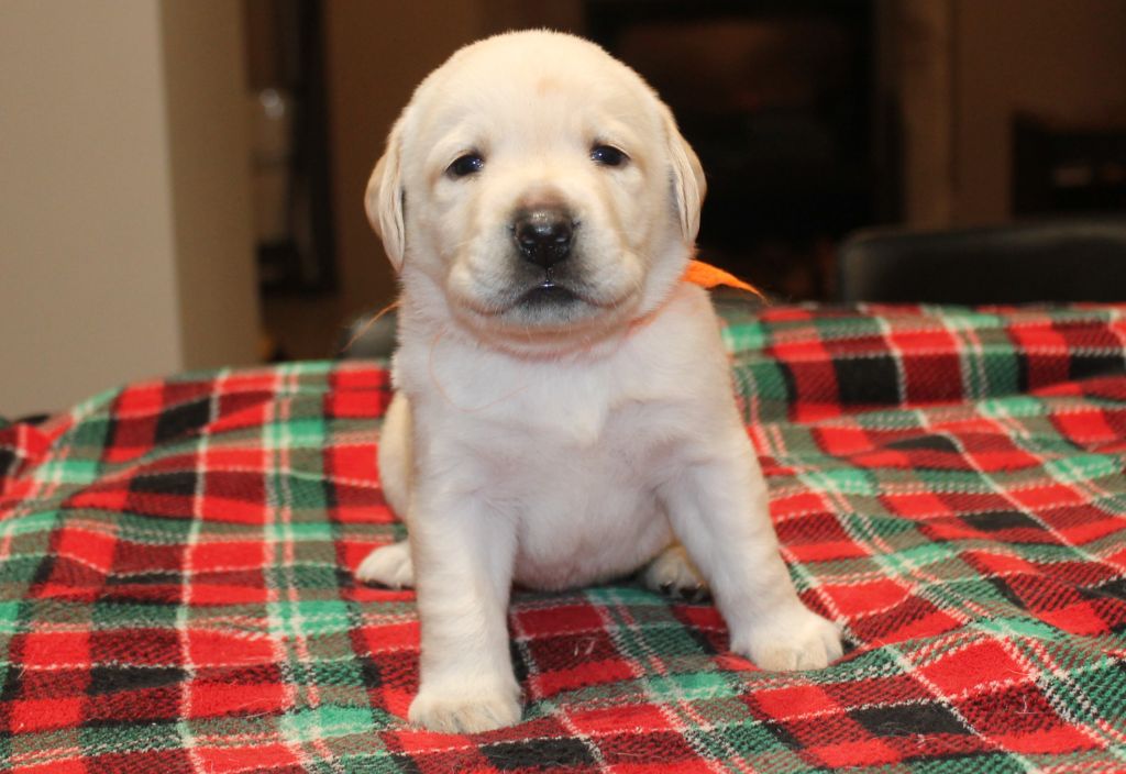 Du bois des loutres - Chiot disponible  - Labrador Retriever