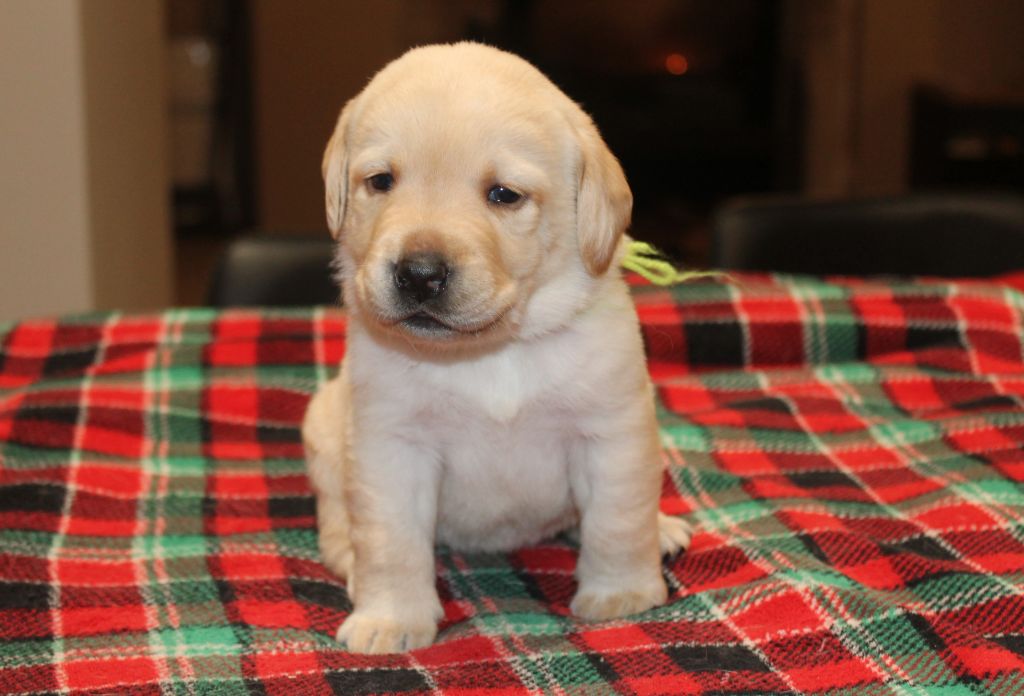 Du bois des loutres - Chiot disponible  - Labrador Retriever