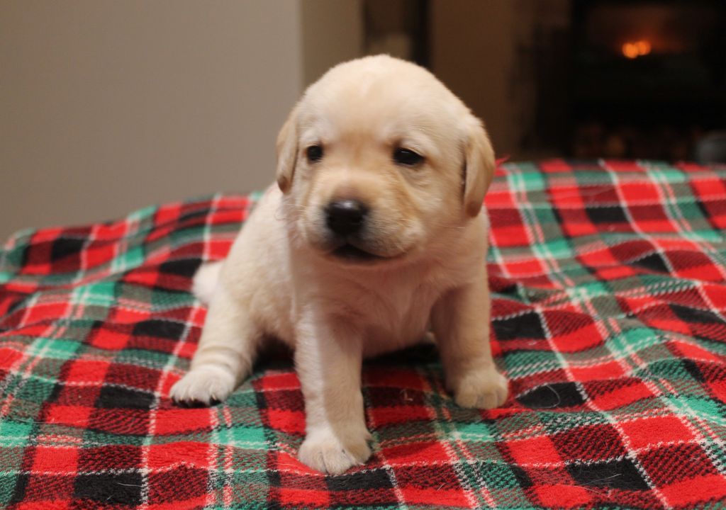 Du bois des loutres - Chiot disponible  - Labrador Retriever