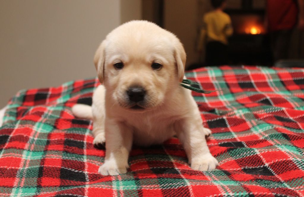 Du bois des loutres - Chiot disponible  - Labrador Retriever