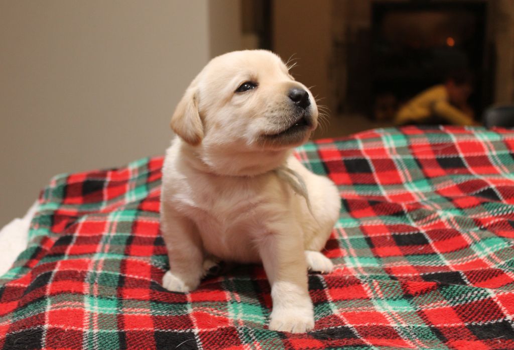 Du bois des loutres - Chiot disponible  - Labrador Retriever