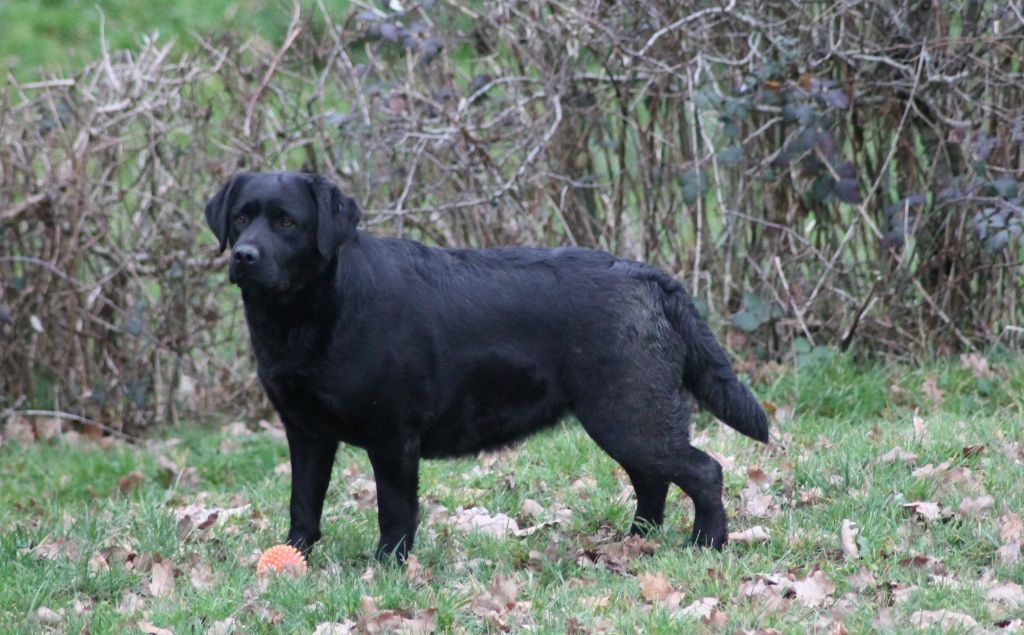 Rebella Du bois des loutres