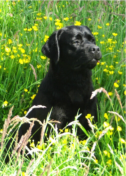 Nos chiens 
