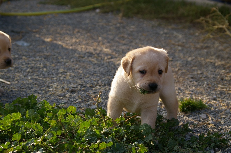 Nos chiots!