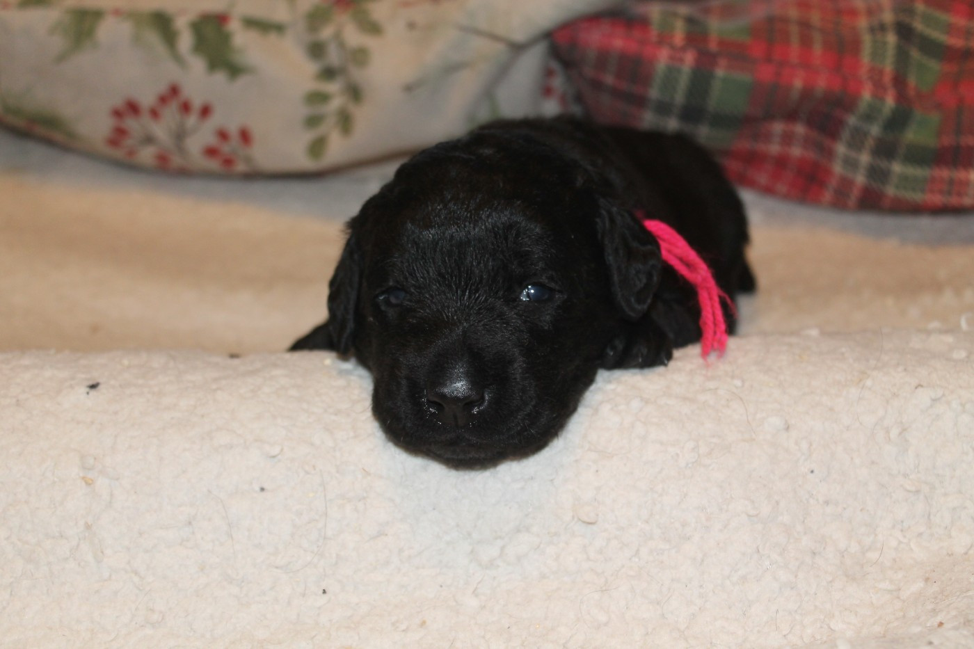 Du bois des loutres - Chiots disponibles - Labrador Retriever