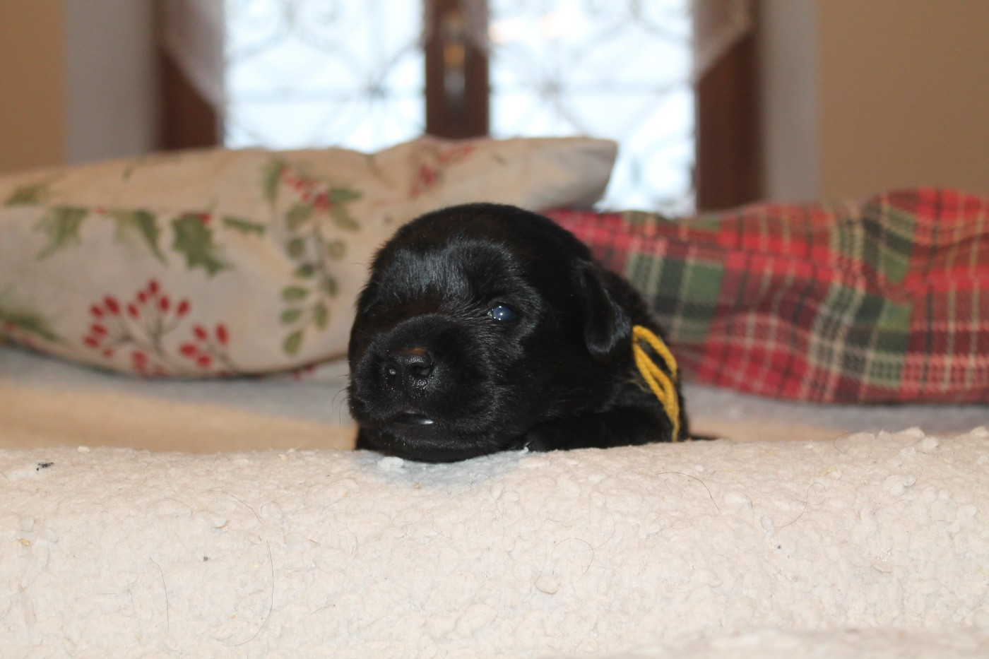 Du bois des loutres - Chiots disponibles - Labrador Retriever