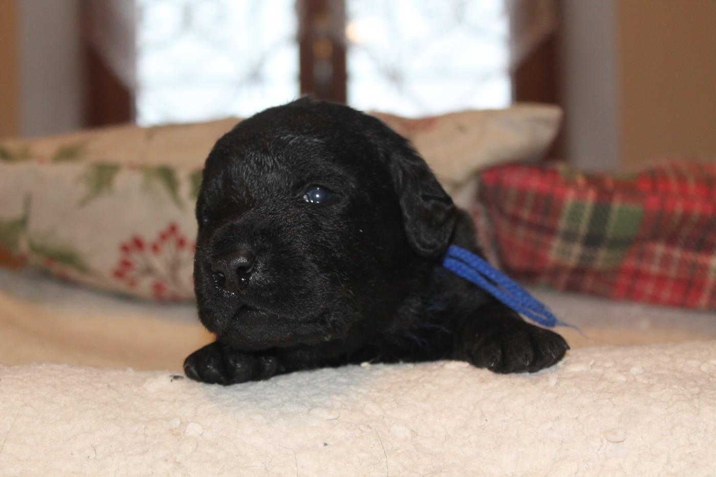 Du bois des loutres - Chiots disponibles - Labrador Retriever