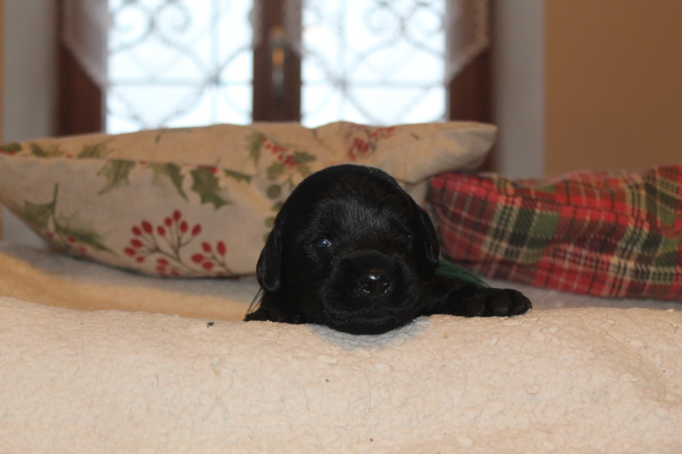 Du bois des loutres - Chiots disponibles - Labrador Retriever