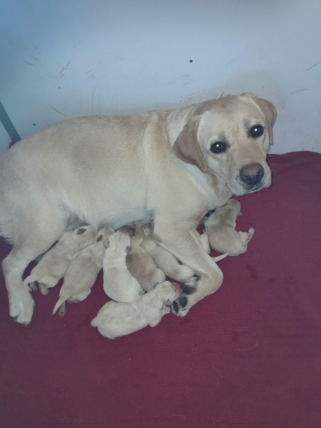 Chiot Labrador Retriever Du bois des loutres