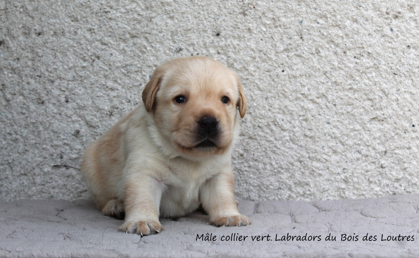 Du bois des loutres - Chiots disponibles - Labrador Retriever