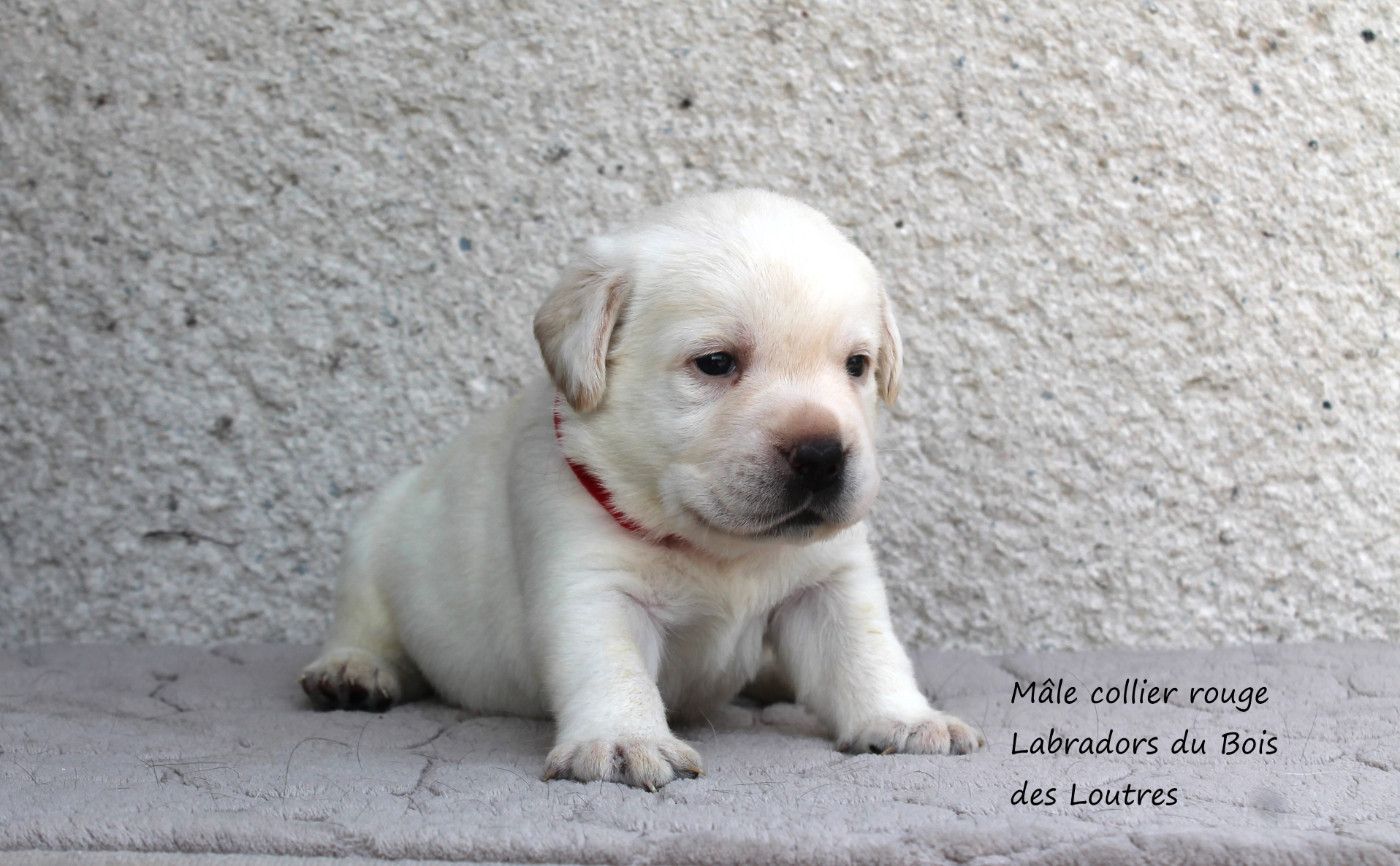 Du bois des loutres - Chiots disponibles - Labrador Retriever