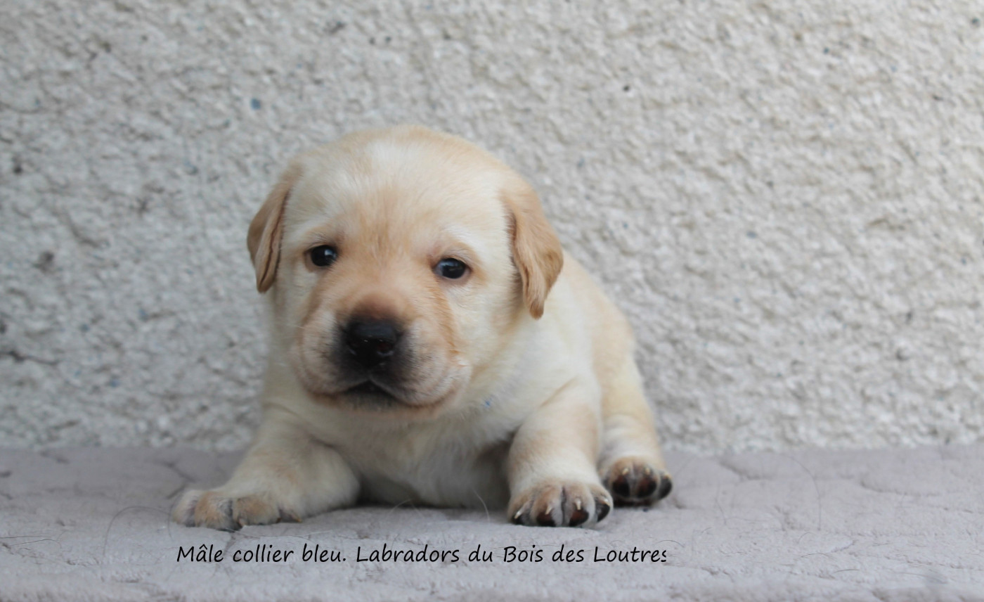 Du bois des loutres - Chiots disponibles - Labrador Retriever