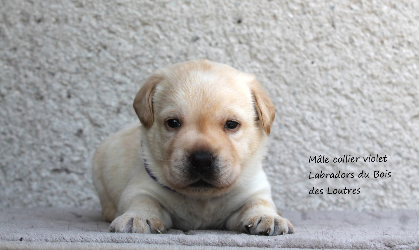 Du bois des loutres - Chiots disponibles - Labrador Retriever