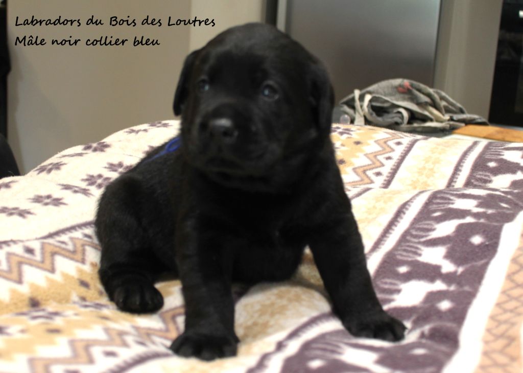 Du bois des loutres - Chiots disponibles - Labrador Retriever