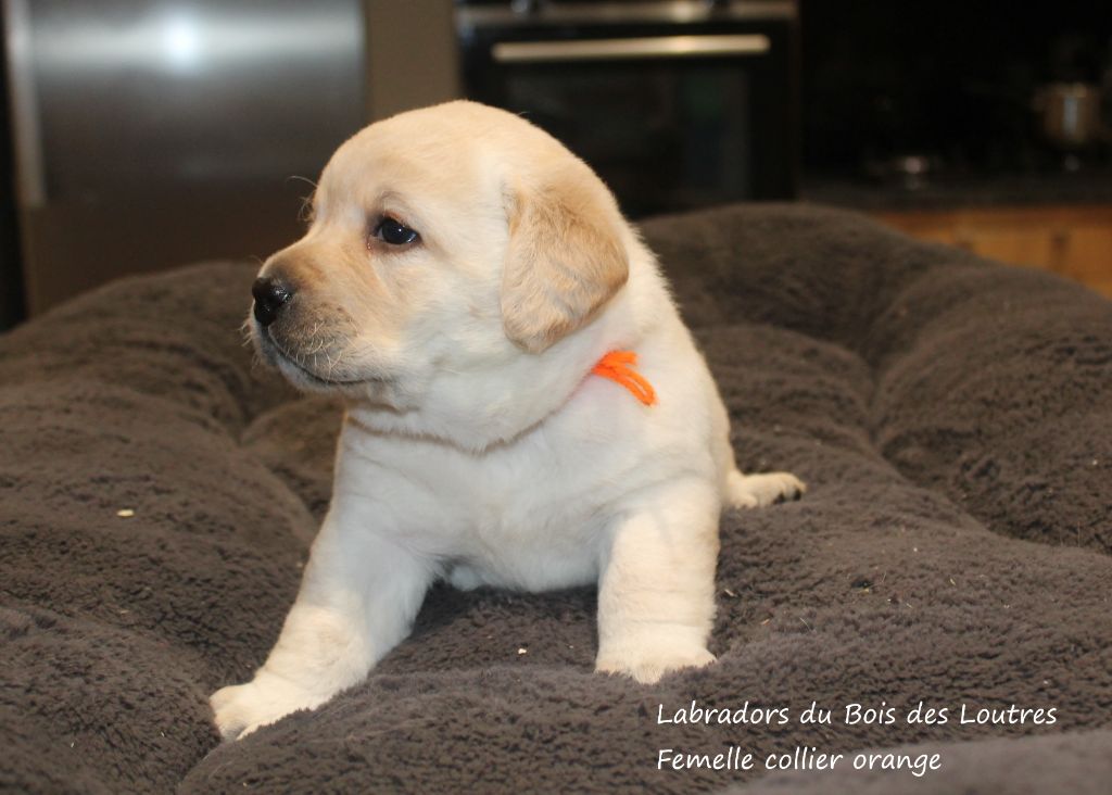 Du bois des loutres - Chiots disponibles - Labrador Retriever