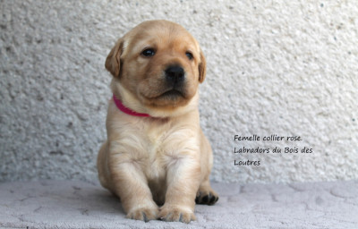 Femelle collier rose