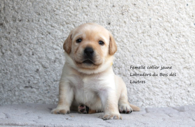 Femelle collier jaune