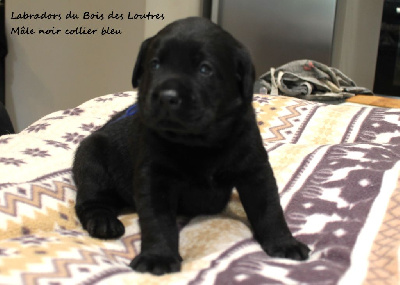 CHIOT