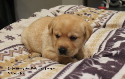 CHIOT