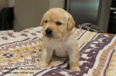 CHIOT
