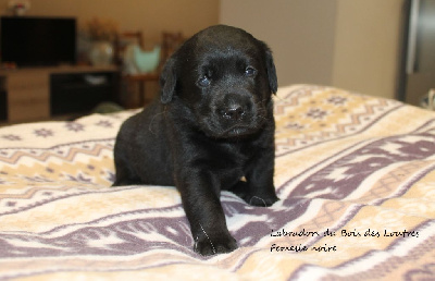 CHIOT