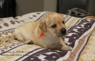 CHIOT