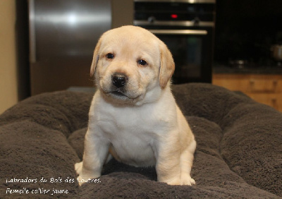 Femelle collier jaune