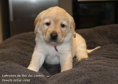 Femelle collier violet