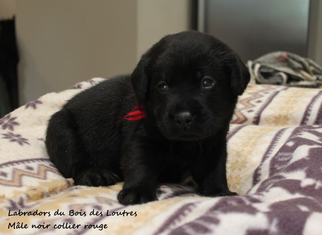 Du bois des loutres - Chiots disponibles - Labrador Retriever