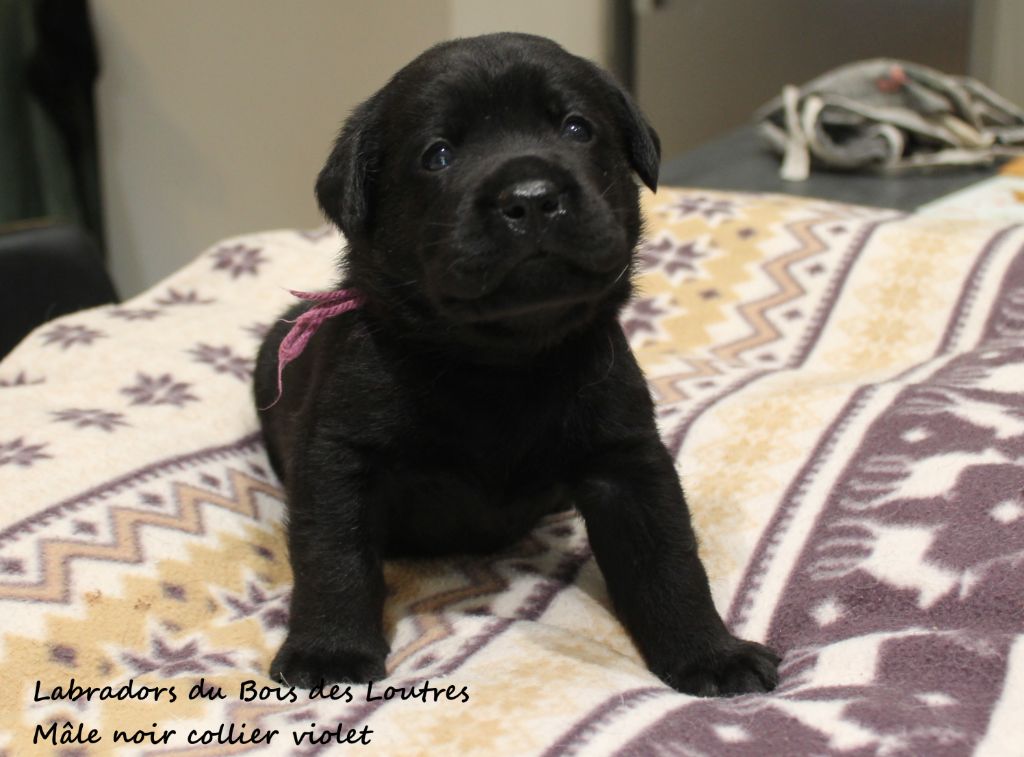 Du bois des loutres - Chiots disponibles - Labrador Retriever