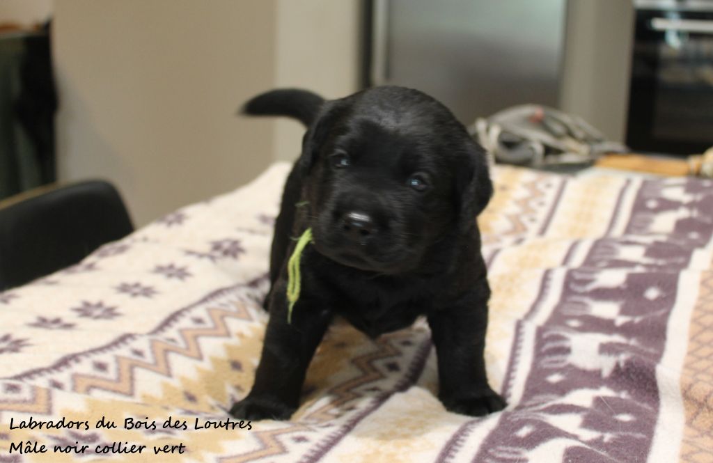 Du bois des loutres - Chiots disponibles - Labrador Retriever