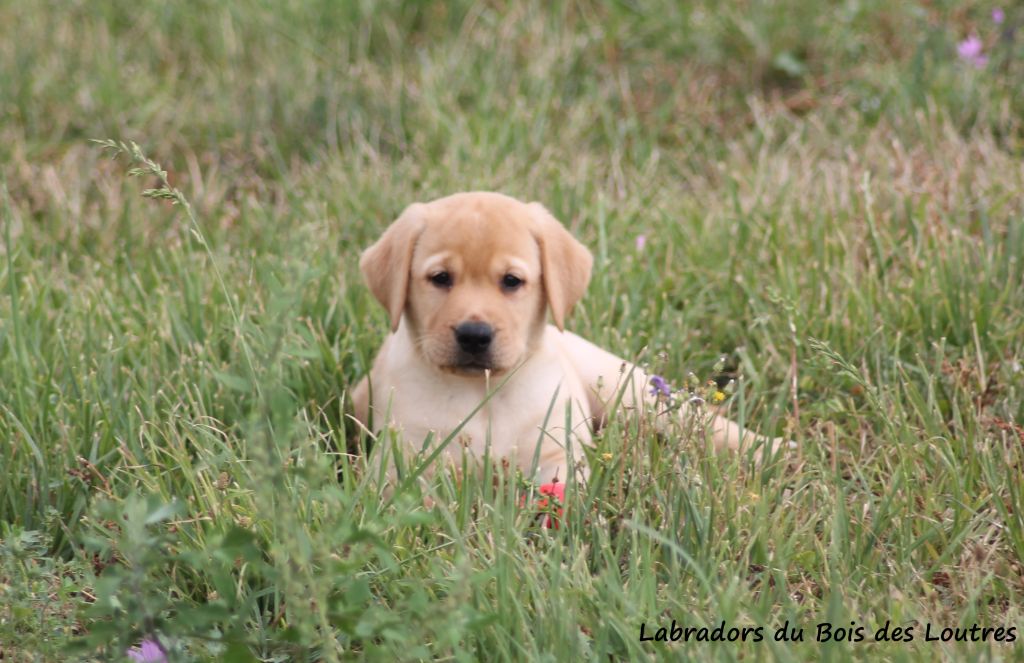 Du bois des loutres - Chiots disponibles - Labrador Retriever